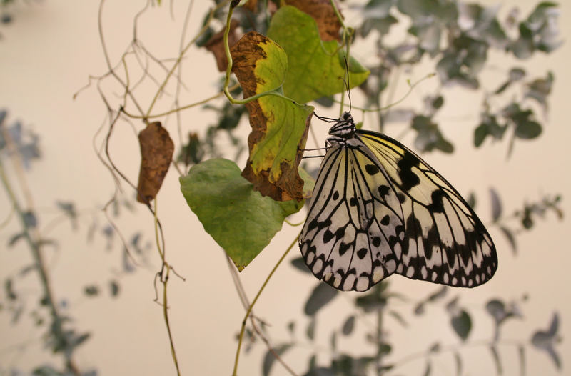 Beschäme die menschliche Sozietät!::.. Foto & Bild | tiere, wildlife ...
