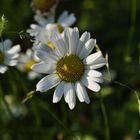 bescheiden - die Margeriten