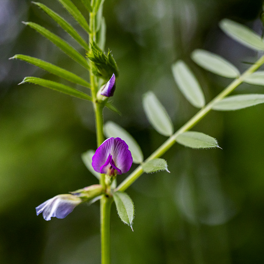 bescheidenes Blümchen am Wegrand