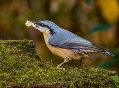 "BESCHEIDENHEIT IST EINE ZIER" - doch den Kleiber kümmert gar nicht hier!