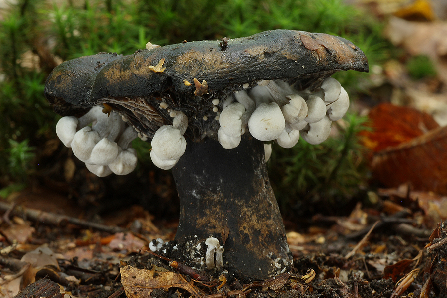 Beschleierter Zwitterling (Nyctalis parasitica)