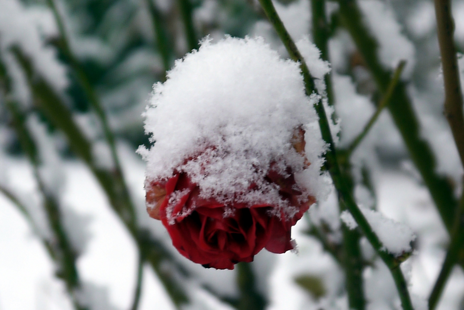 Beschneite Rosenblüte