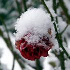 Beschneite Rosenblüte