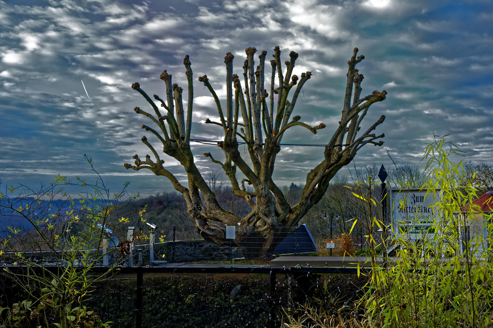 Beschnittener Baum im Hof von Schloss Burg a.d. Wupper