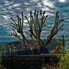 Beschnittener Baum im Hof von Schloss Burg a.d. Wupper