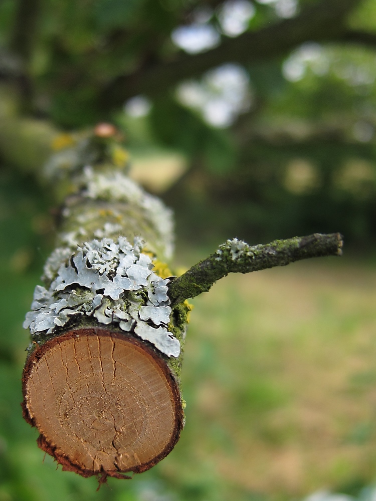 beschnittener Obstbaum