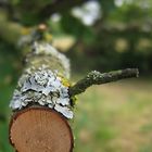 beschnittener Obstbaum