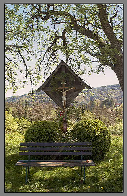 Beschützender Baum