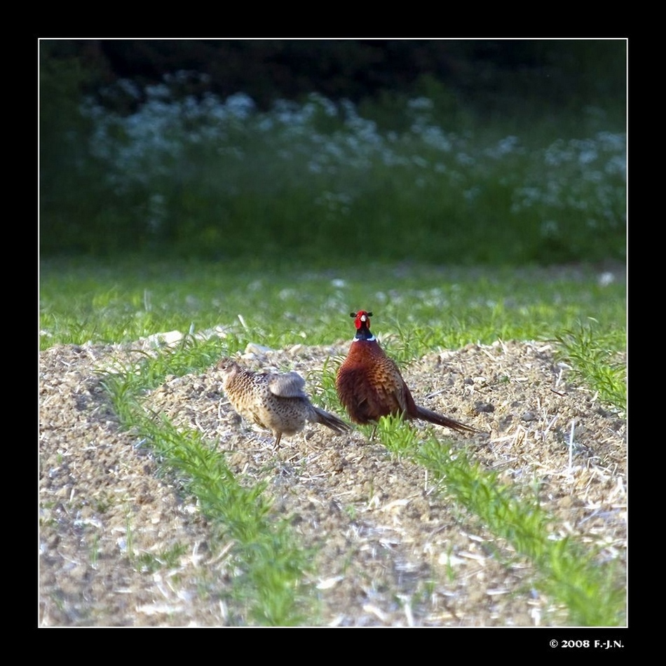 Beschützerrolle. Auch in der Tierwelt.