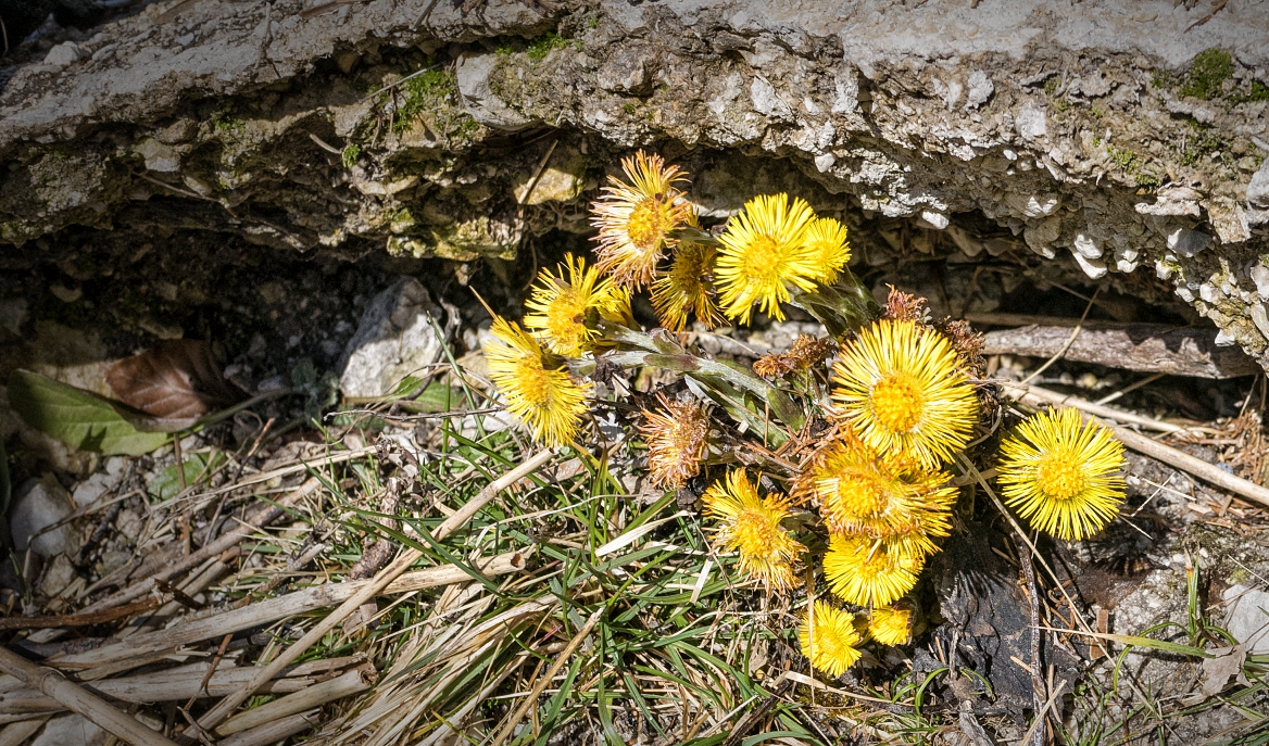 beschützt