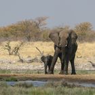 "beschützt" Elefantenkalb