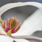 Beschützte Magnolie