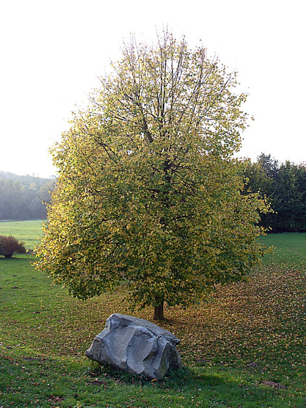 Beschützter Baum...