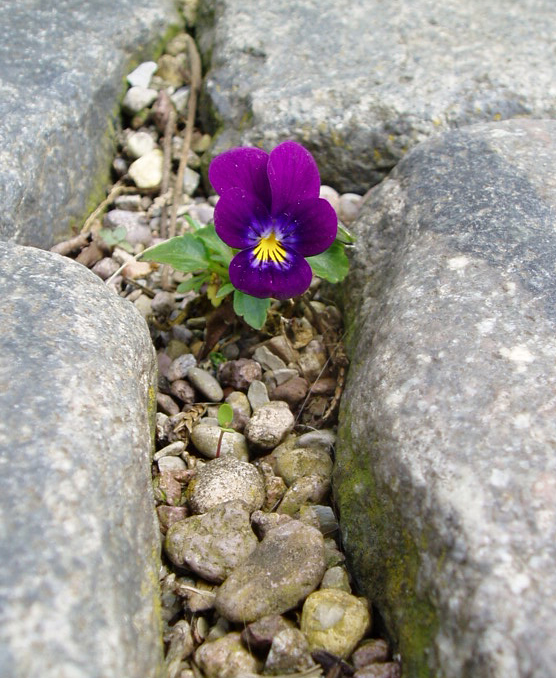 Beschützter Frühling