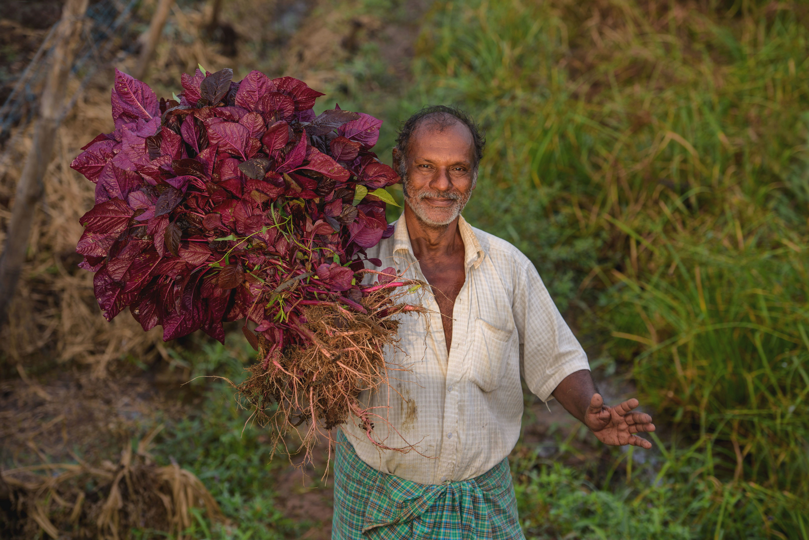 beschwerliche Feldarbeit II - red spinach 