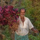 beschwerliche Feldarbeit II - red spinach 