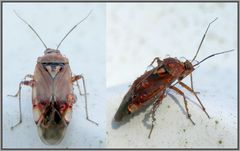 Beschwerliche Regentropfen - Eine tropfnasse Wiesenwanze (Lygus pratensis)