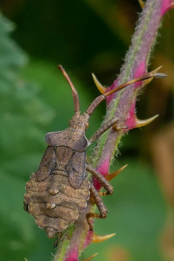 Beschwerlicher Aufstieg...