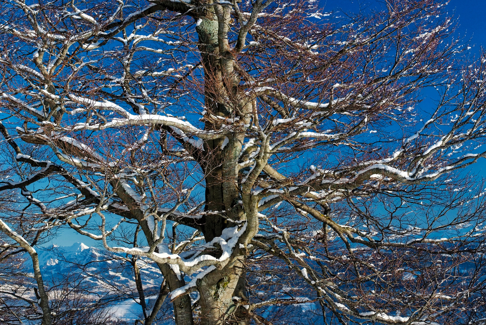 BESCHWINGT IN DEN WINTER