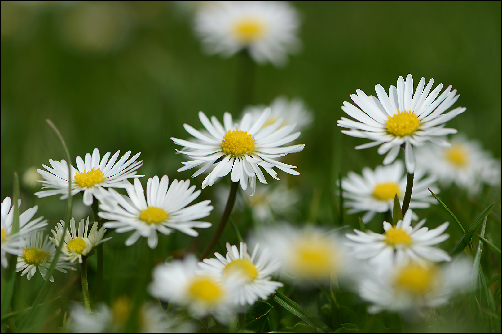 Beschwingt wie die Gänseblümchen . . .