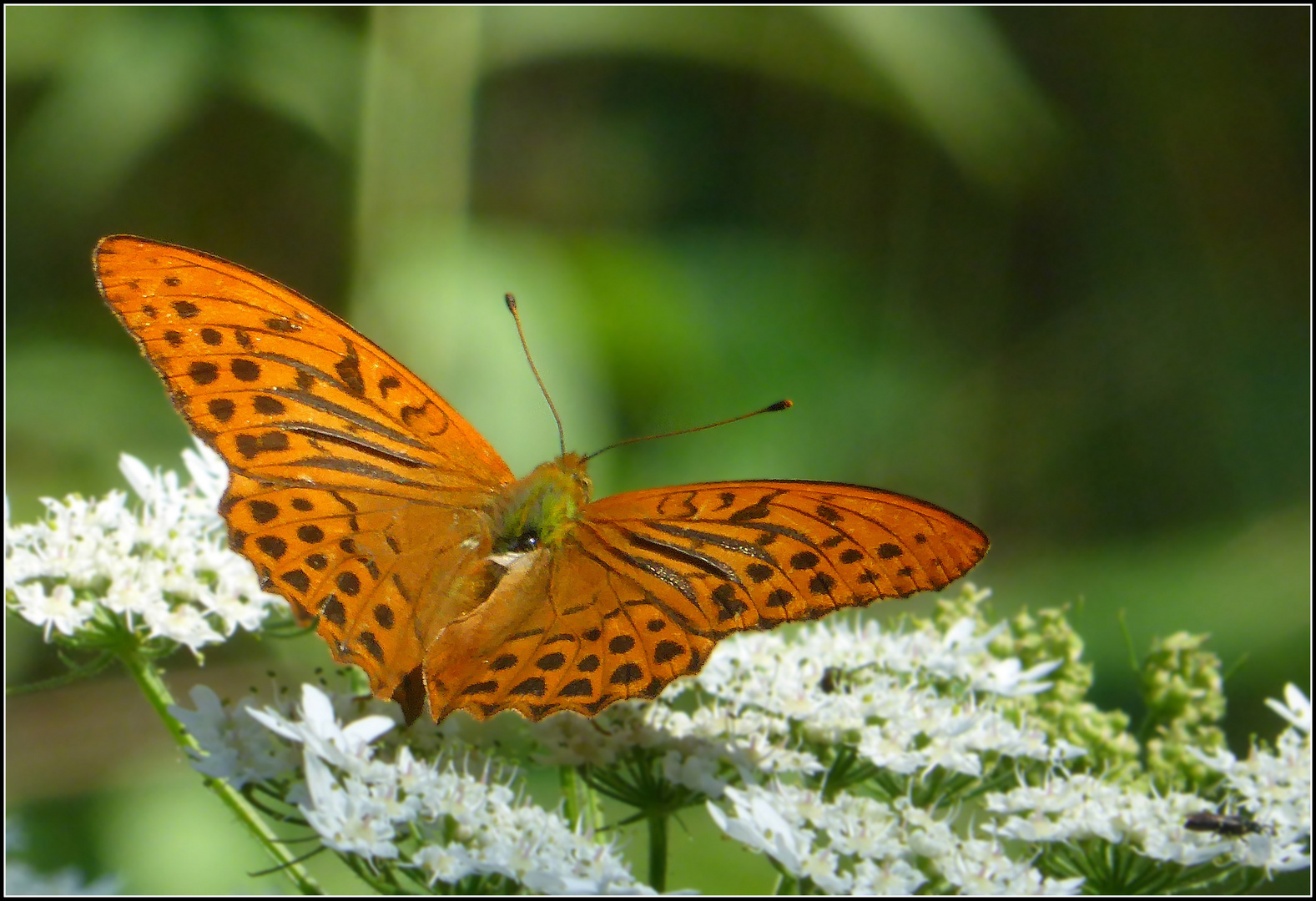 Beschwingt wie ein Schmetterling