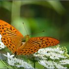 Beschwingt wie ein Schmetterling