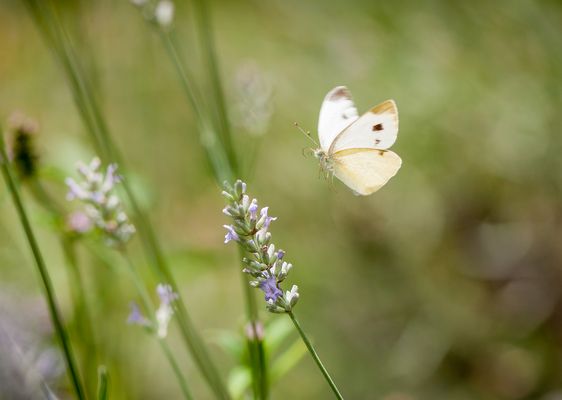 beschwingt zur nächsten Blume