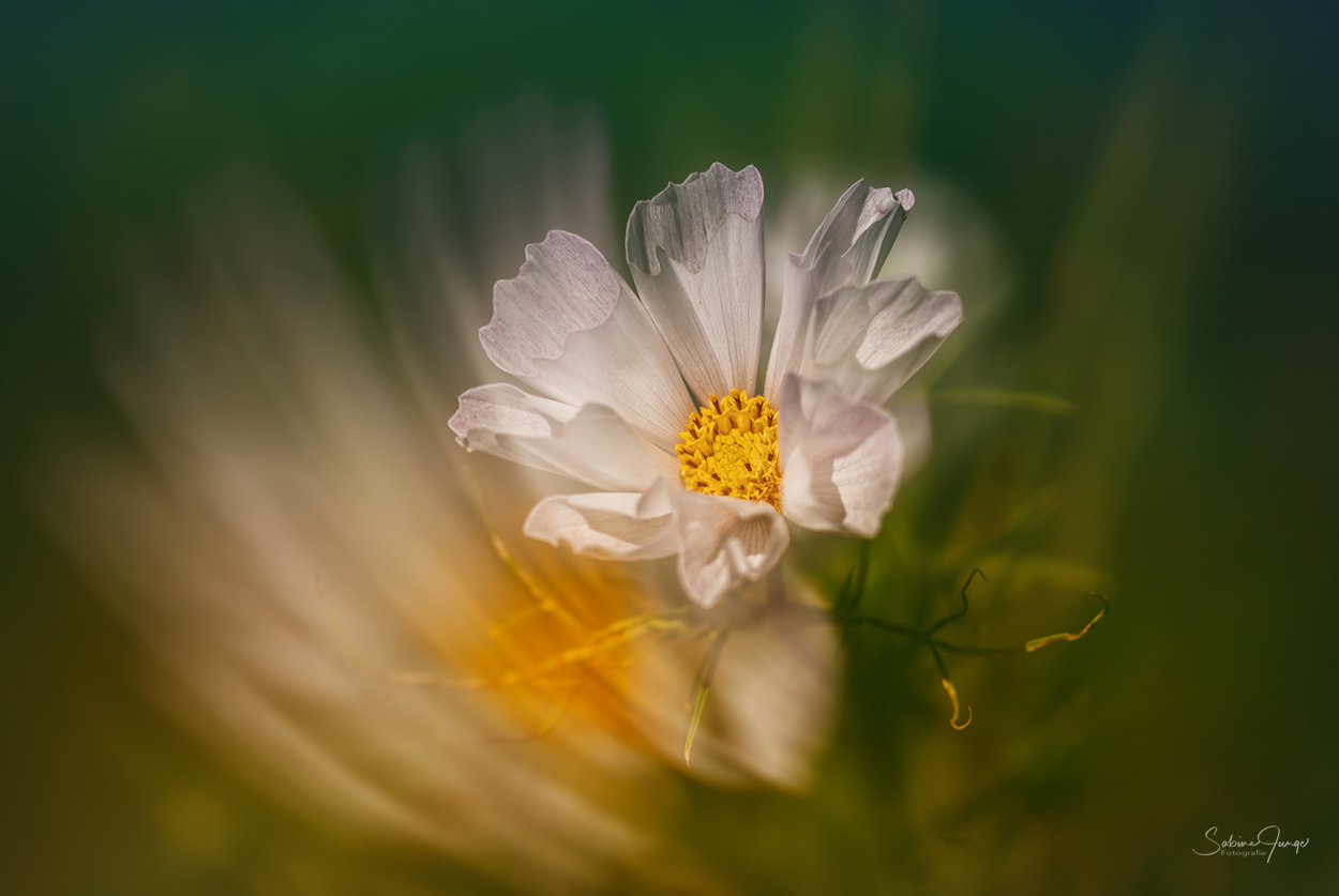 Beschwingte Sommerblüte