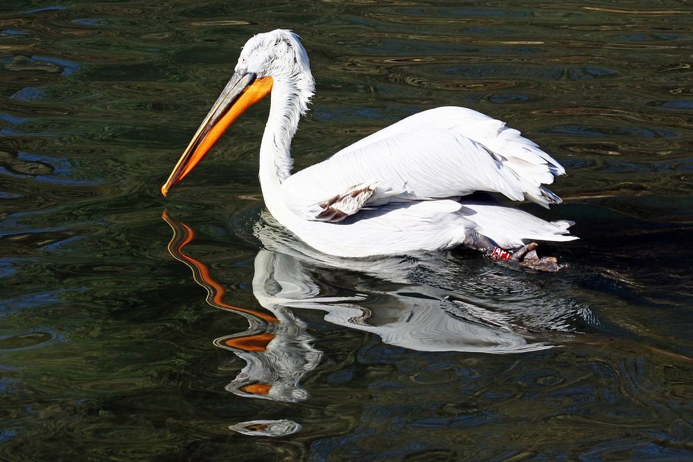 beschwingtes schwimmen