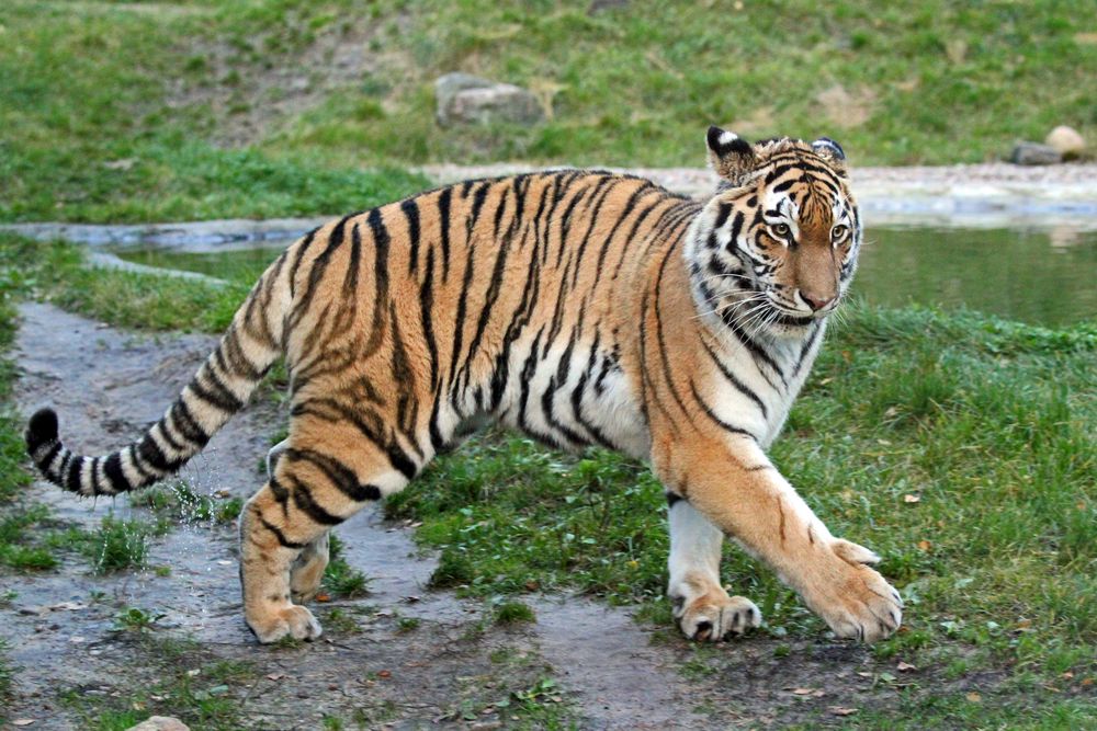 Beschwipster Tiger