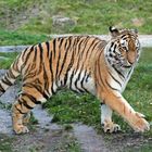 Beschwipster Tiger