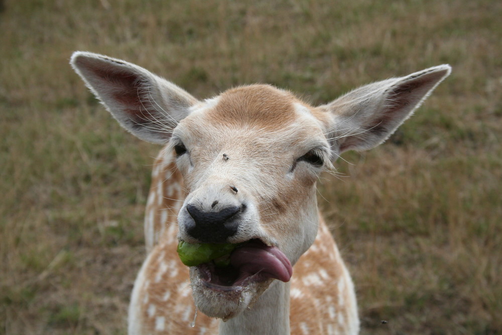 beschwipstes Dammwild