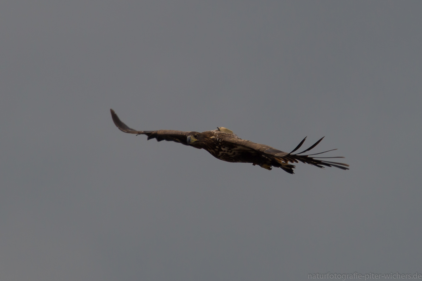 Besenderter Seeadler 