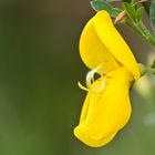 Besenginster-Blüte