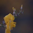 Besenginster (cytisus scoparius)