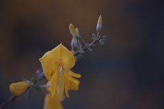 Besenginster (cytisus scoparius)