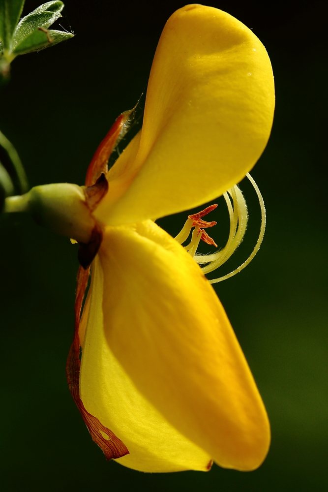 Besenginster (Cytisus scoparius)