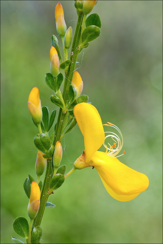 Besenginster (Cytisus scoparius)