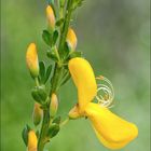 Besenginster (Cytisus scoparius)