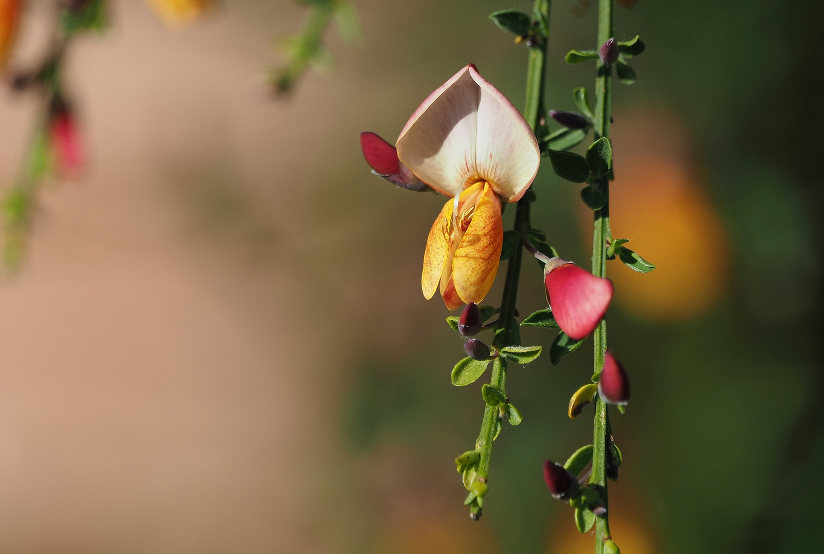 Besenginster im Garten