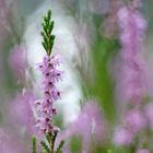 Besenheide (Calluna vulgaris)