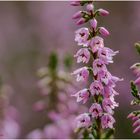 besenheide (calluna vulgaris)........