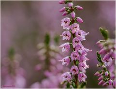 besenheide (calluna vulgaris)........