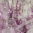 Besenheide (Calluna vulgaris)