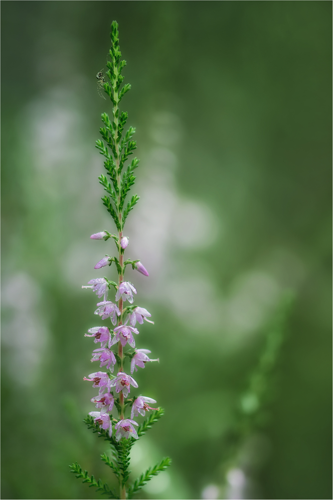 Besenheide (Calluna vulgaris)