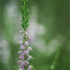 Besenheide (Calluna vulgaris)