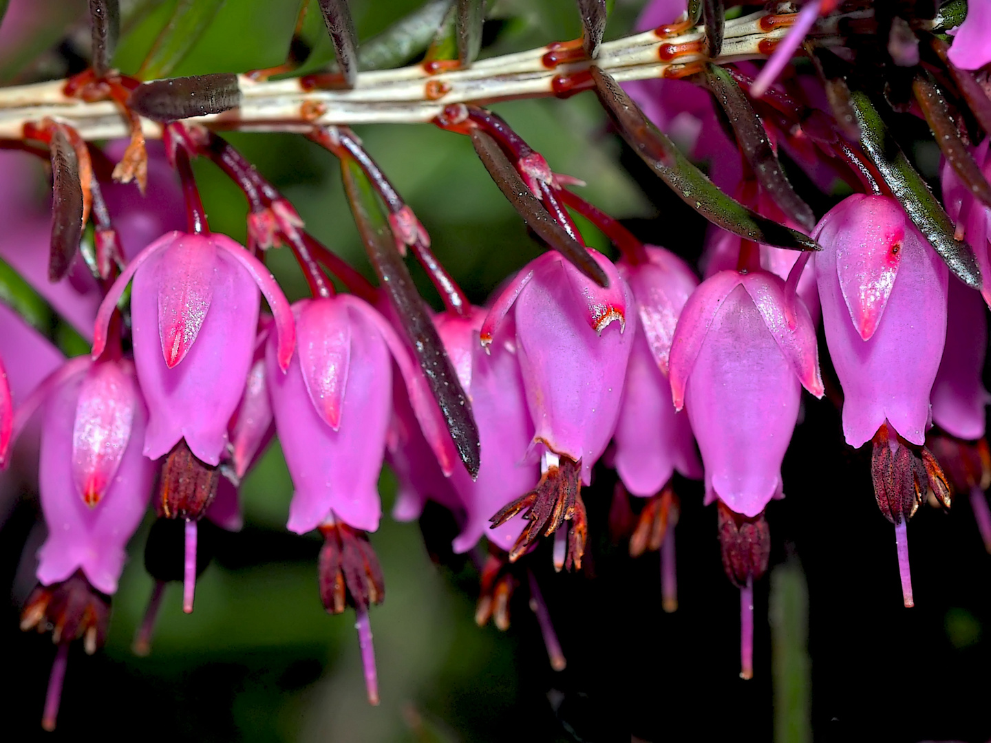 Besenheide (Calluna vulgaris), eine Heilpflanze! - Calluna vulgaris est une plante médicinale...