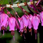 Besenheide (Calluna vulgaris), eine Heilpflanze! - Calluna vulgaris est une plante médicinale...