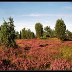 Besenheide im NSG Battenfelder Driescher