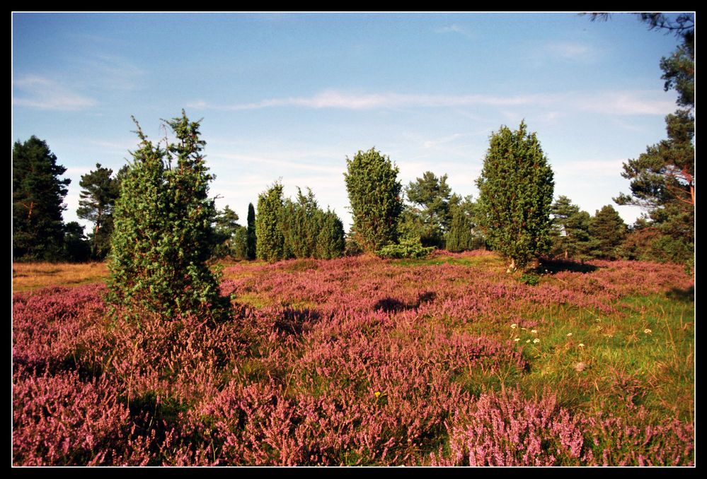 Besenheide im NSG Battenfelder Driescher